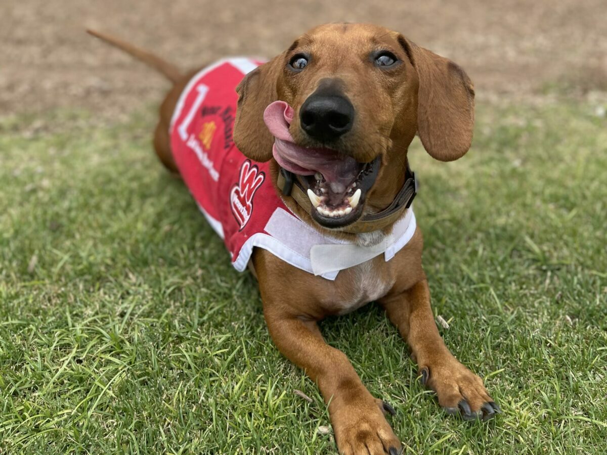 Summer pet events: Long Beach Adoption Bonanza and the Wienerschnitzel Wiener Nationals • Long Beach Post News – Long Beach Post