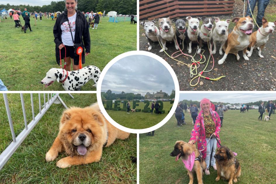 PICTURES: Thousands enjoy the North East Dog Festival 2022 – The Northern Echo