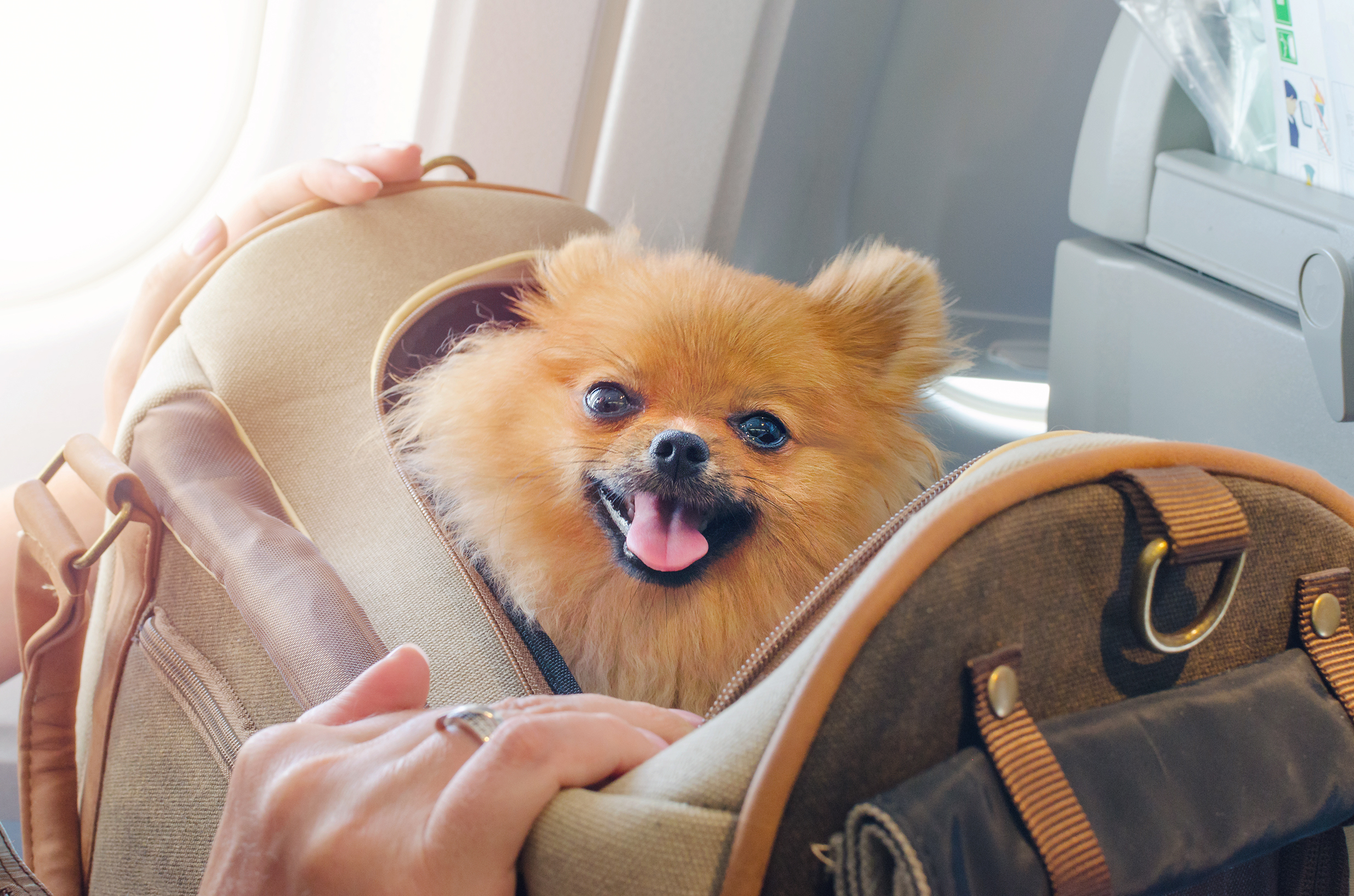 Can I buy my dog a seat on a plane?… – The US Sun