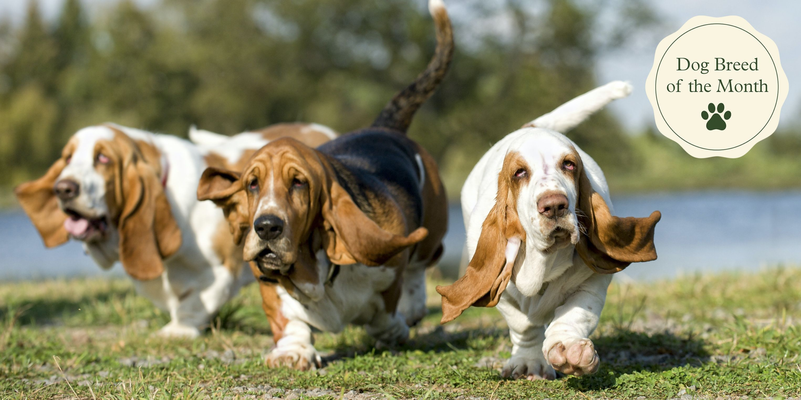 Basset Hound: Temperament, Character, Health Issues, Life Expectancy – Country Living