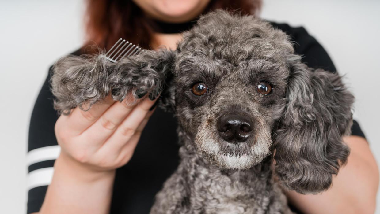 'Trip to the groomers is more expensive than the hairdressers' – poodle-type designer dogs cost a fortune, vet claims – Independent.ie