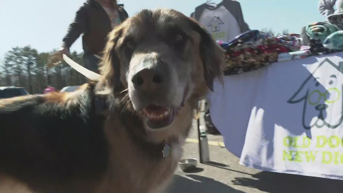 Higher housing costs force more animal owners to surrender their dogs – NewsCenterMaine.com WCSH-WLBZ