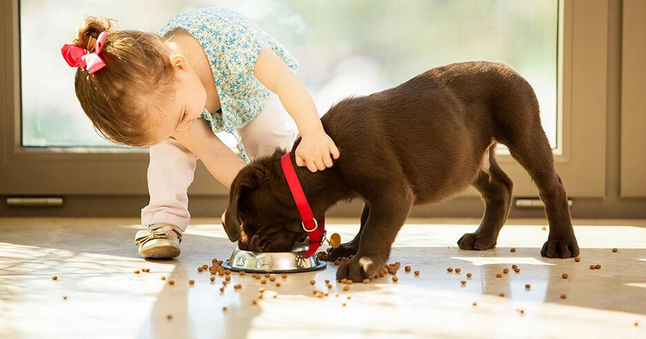 Fresh & Functional Dog Food | Current Issue | petbusiness.com – Pet Business Magazine