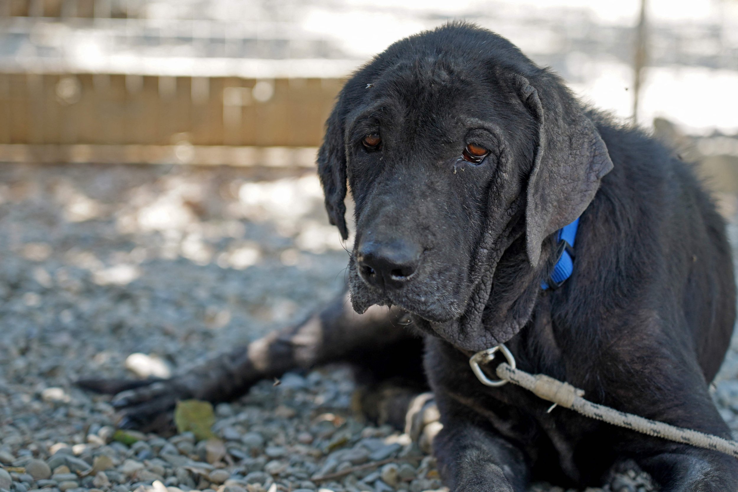 Demand for pet food banks more than doubles as charities fear rise in abandoned animals – iNews