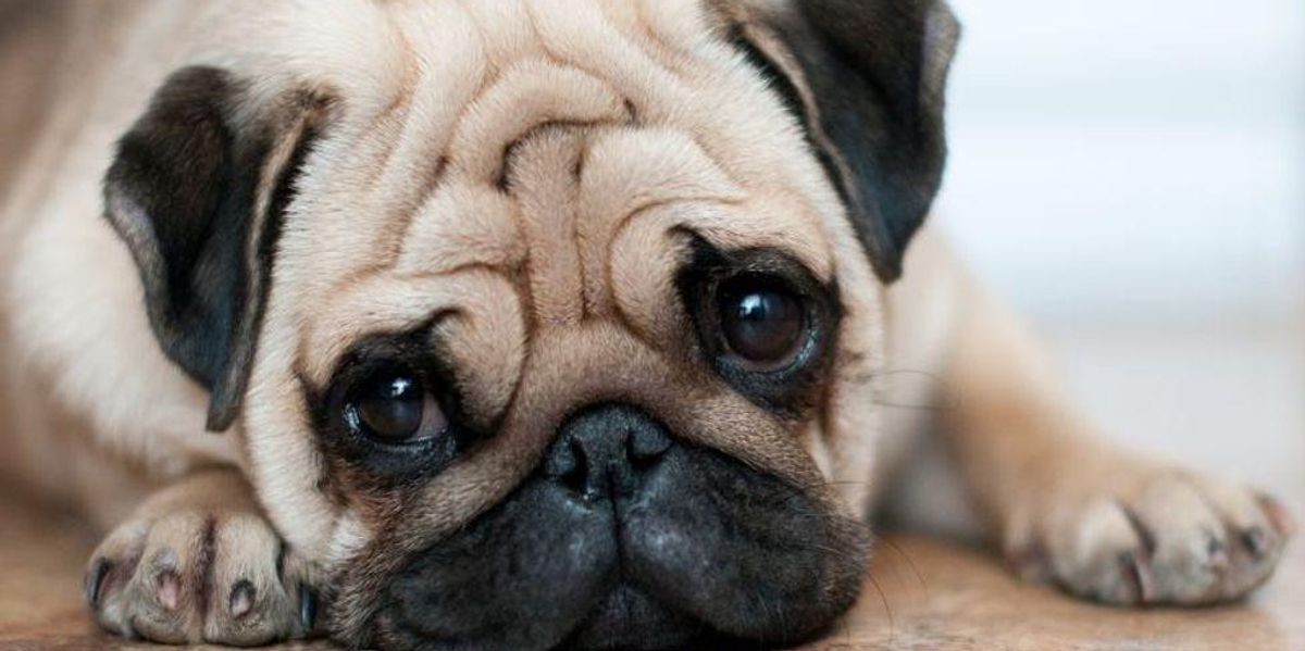 Most Dog Breeds Are Highly Inbred — and Unhealthy – HealthDay News