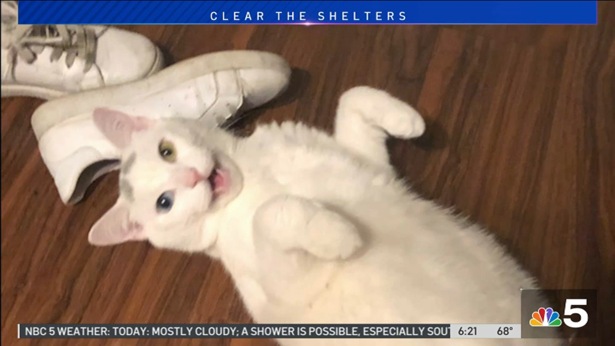 Adoption Stories: Active Cat Often Challenges Its Pet Parent – NBC Chicago