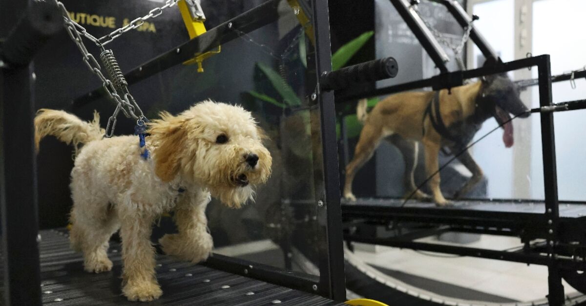 Hot dogs: UAE's perspiring pooches get air-conditioned workout – Al-Monitor