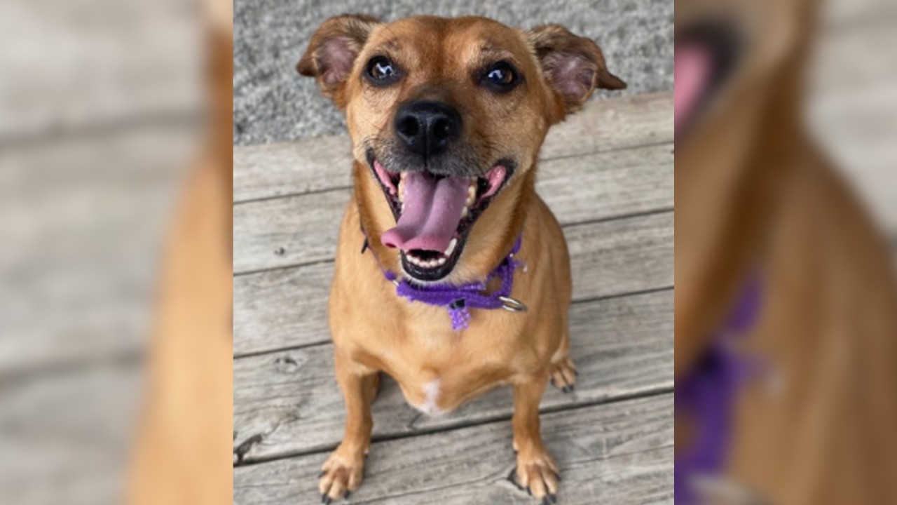 Pet of the Week: Pepe, Chemung County SPCA – WETM – MyTwinTiers.com