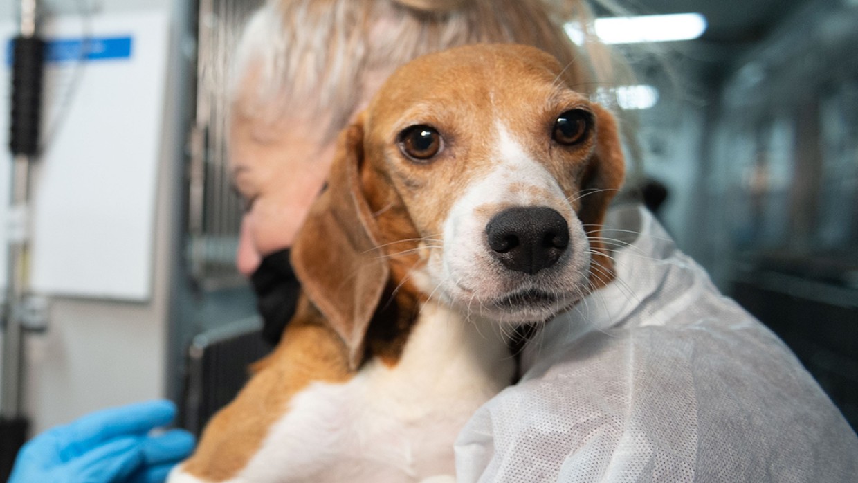 4,000 beagles! | The Humane Society of the United States – HSUS News