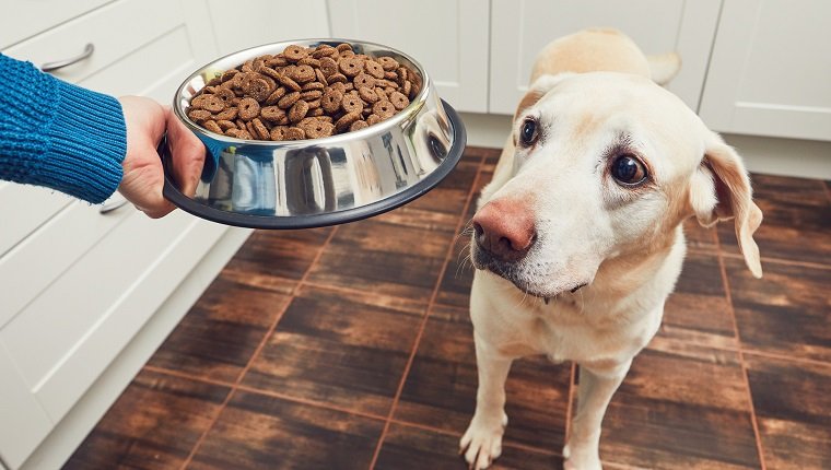 Dog Food Brands May Not Be As Nutrient-Filled As They Claim – DogTime