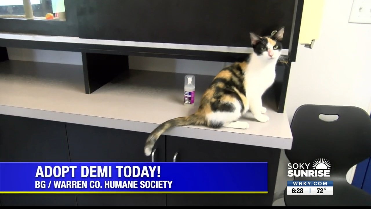 PET OF THE DAY – Demi – wnky.com