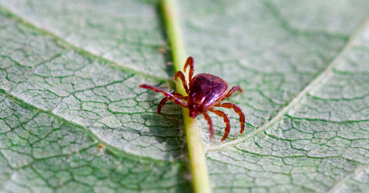 Lone Star Tick: Diseases, Symptoms, and Locations – Healthline