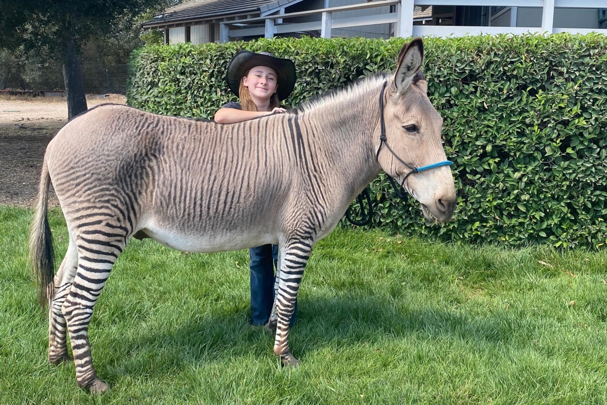 Solvang’s Zonkey Zeyore a Finalist for America’s Favorite Pet Contest – Noozhawk