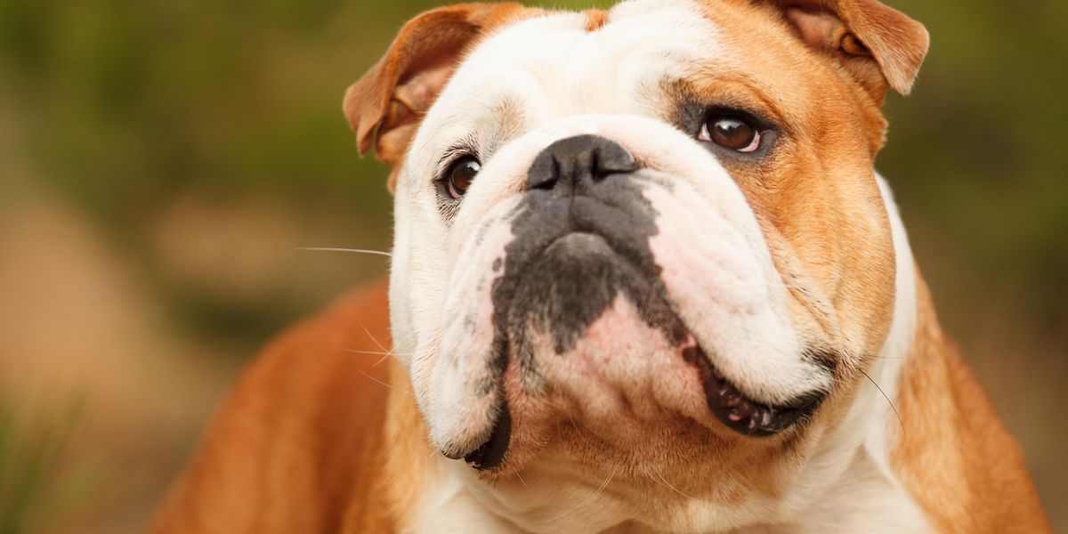 Breeding Puts English Bulldogs at High Risk of Multiple Ailments – HealthDay News