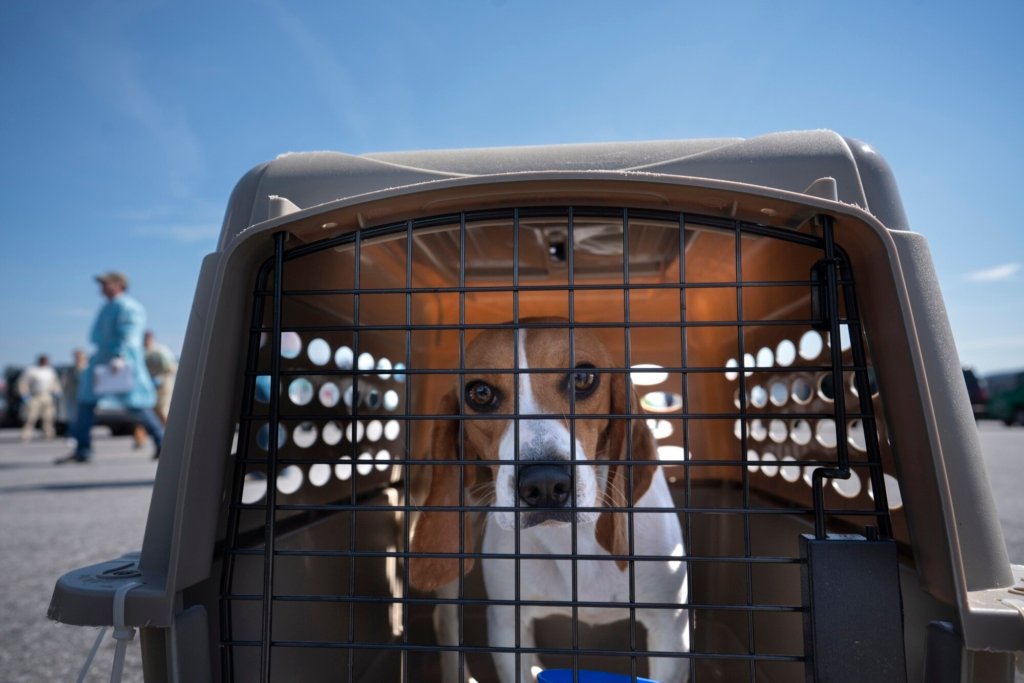 The beagles have landed: 100 rescued dogs headed to new homes in Maine – Press Herald