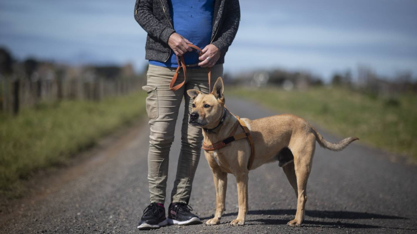 Let's find Sam a home: Two years and counting at the SPCA for loyal, wonky-eared dog – Stuff