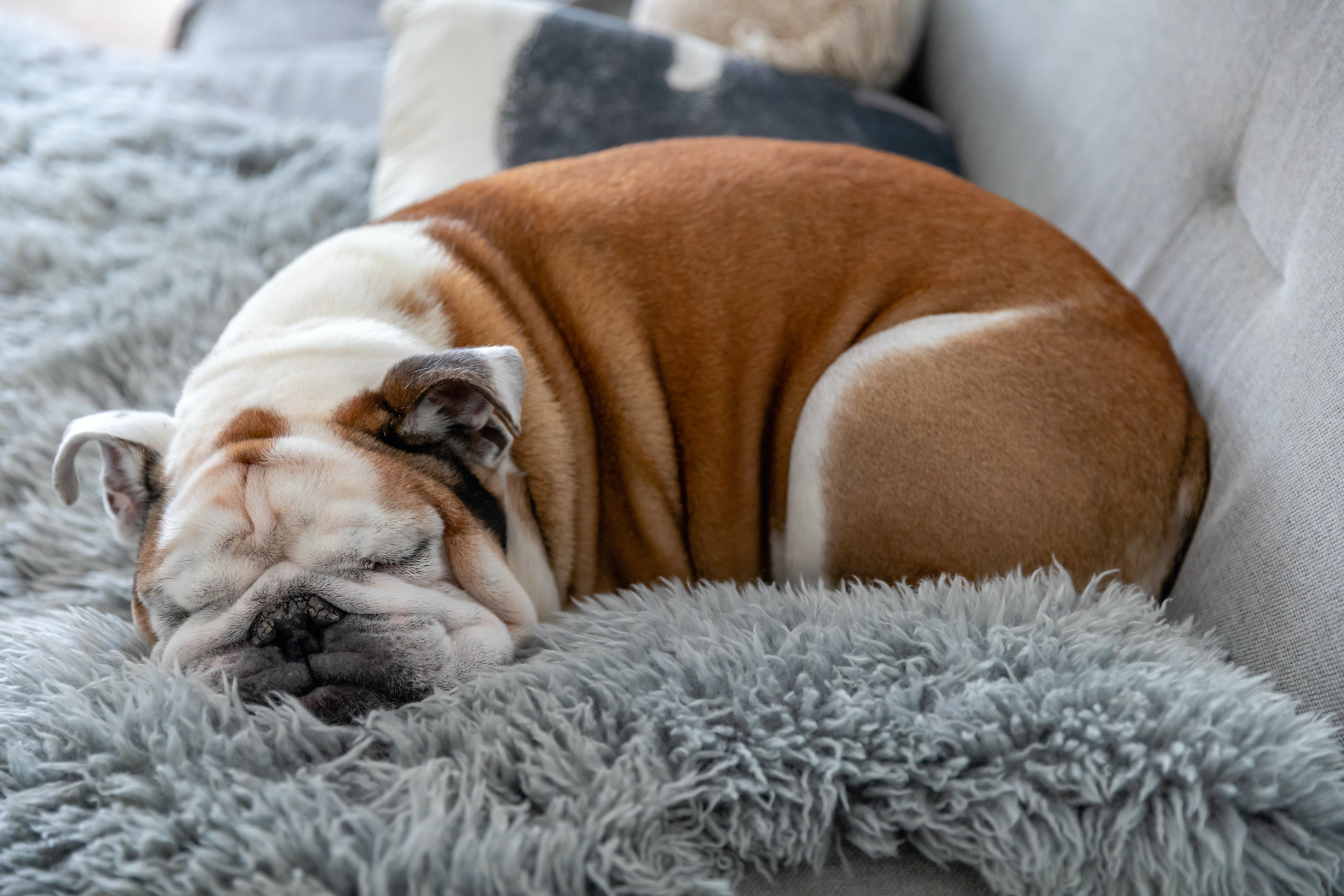 The health of British bulldogs is nothing to be proud of – The Conversation Indonesia