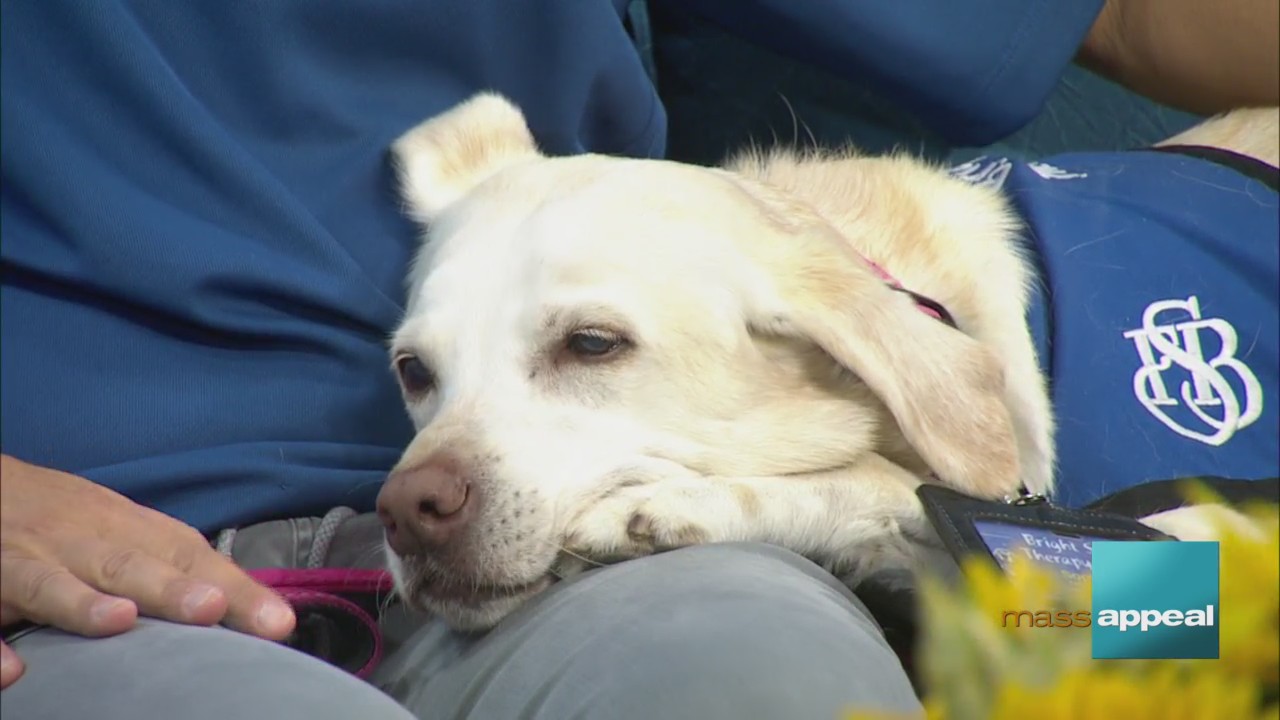 How a therapy dog can help with mental health – WWLP.com