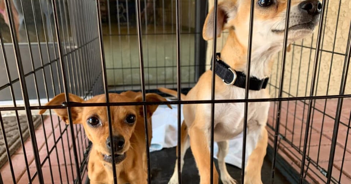 Pet abandonment rises as inflation bites – but there is help – KGUN 9 Tucson News