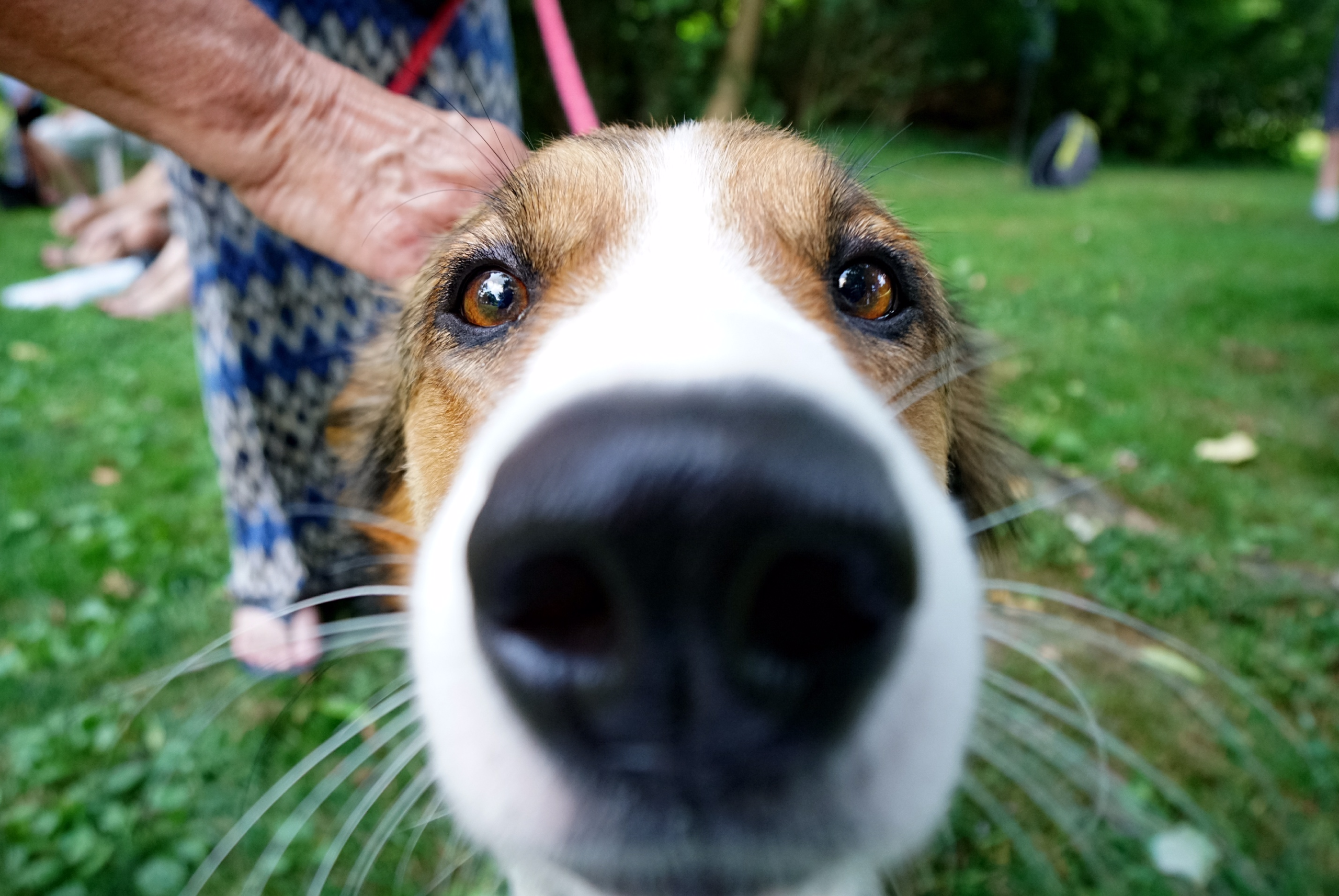 Health Insurance for Pets: Here's What to Know – NBC Southern California