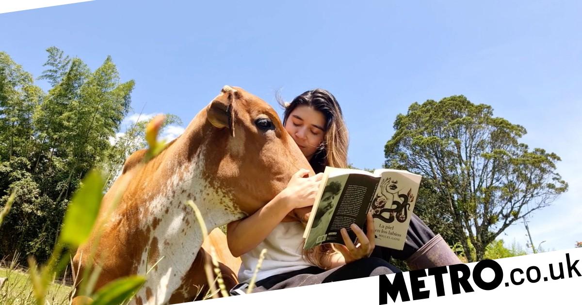 Woman's adorable pet cow acts more like a big dog: 'She loves hugs' – Metro.co.uk