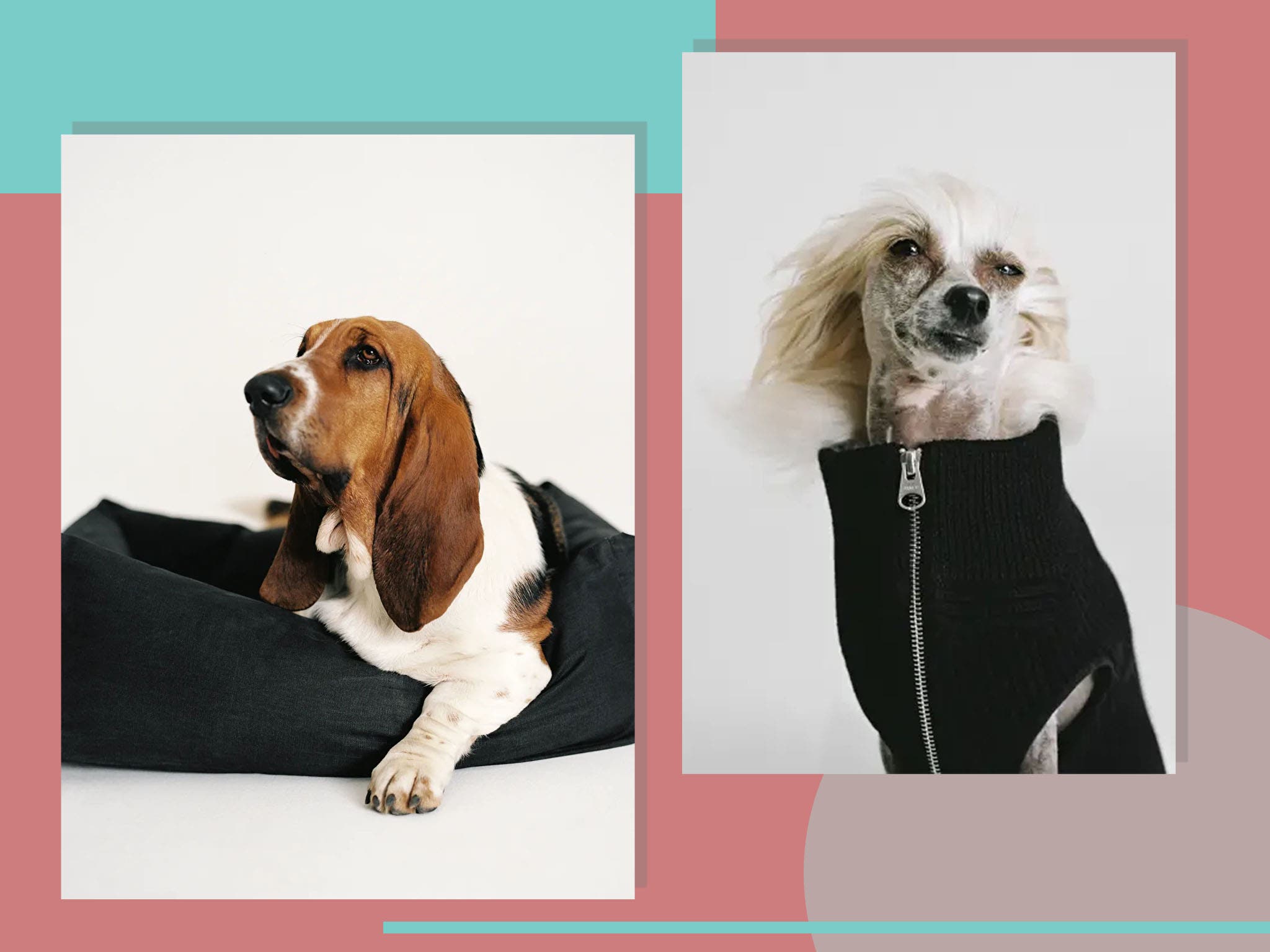 Arket has launched a dog range inspired by its Scandi-style clothes collections – The Independent