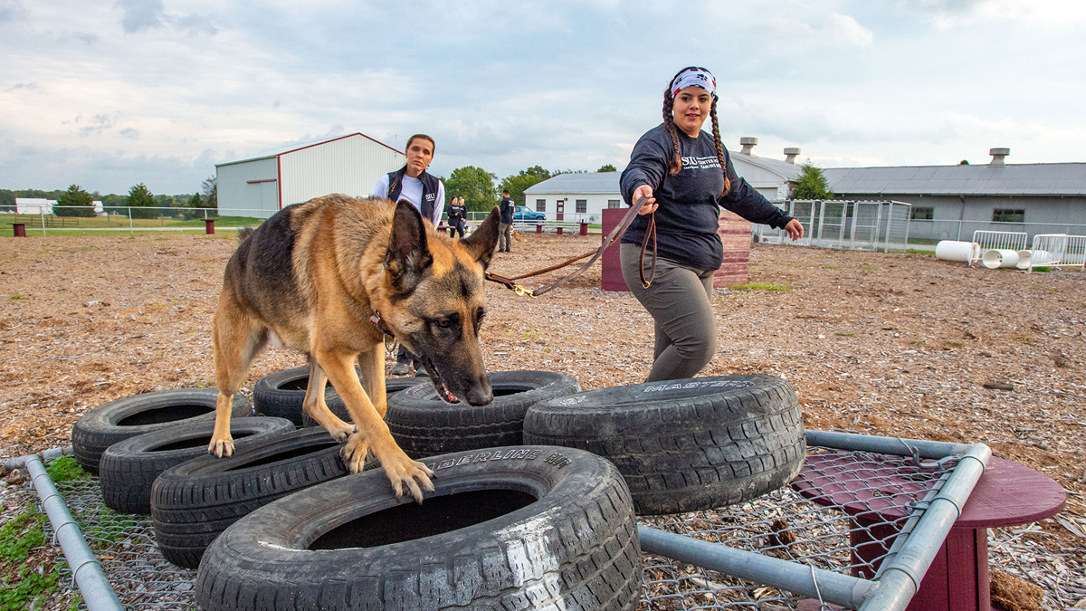 SIU researchers seek improved care and training for working dogs – SIU News