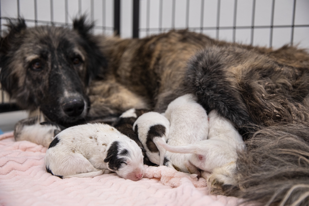 Photos: 300 dogs discovered in Nye County animal cruelty case recovering in ASPCA’s care – KLAS – 8 News Now