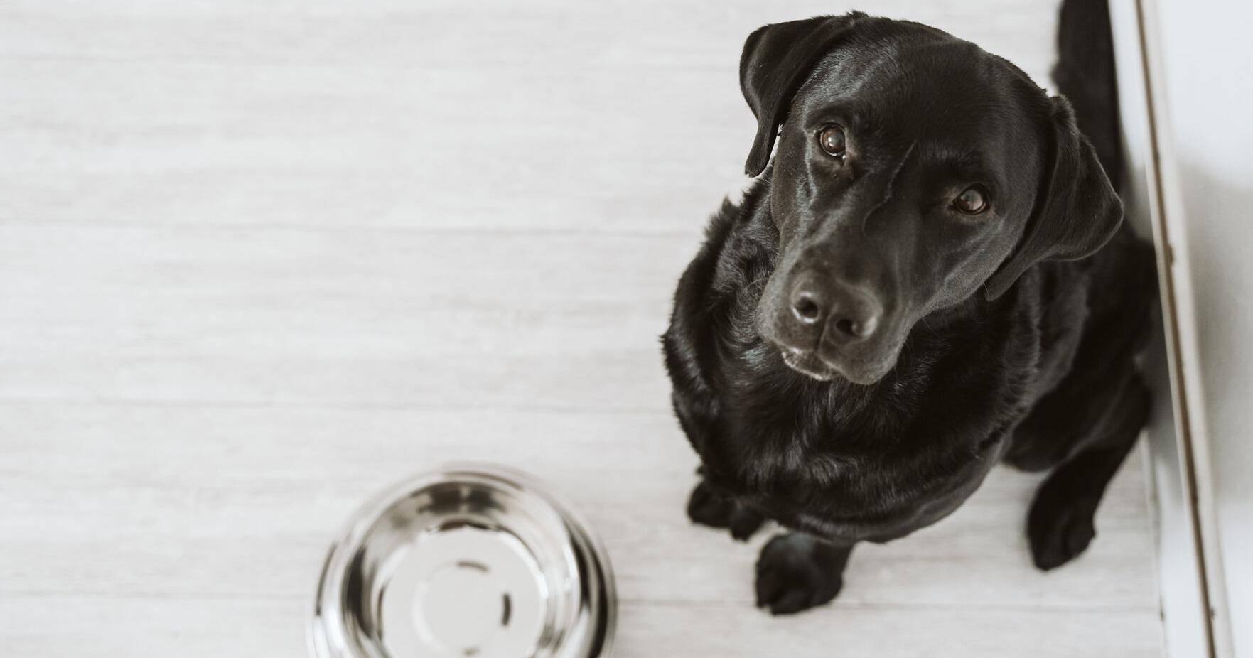 These Diets Are Meeting Demand for Minimally Processed Dog Foods – PetProductNews.com