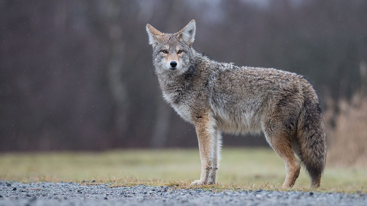 Pennsylvania animal shelter identifies mystery animal as a coyote – Fox News