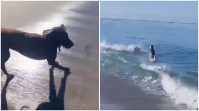 Man plays fetch with pet dog and seal at beach in viral video. Guess who got it first – India Today