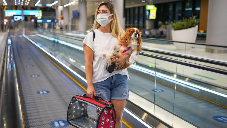 Flying With Your Dog: Rules for Each Airline – DogTime