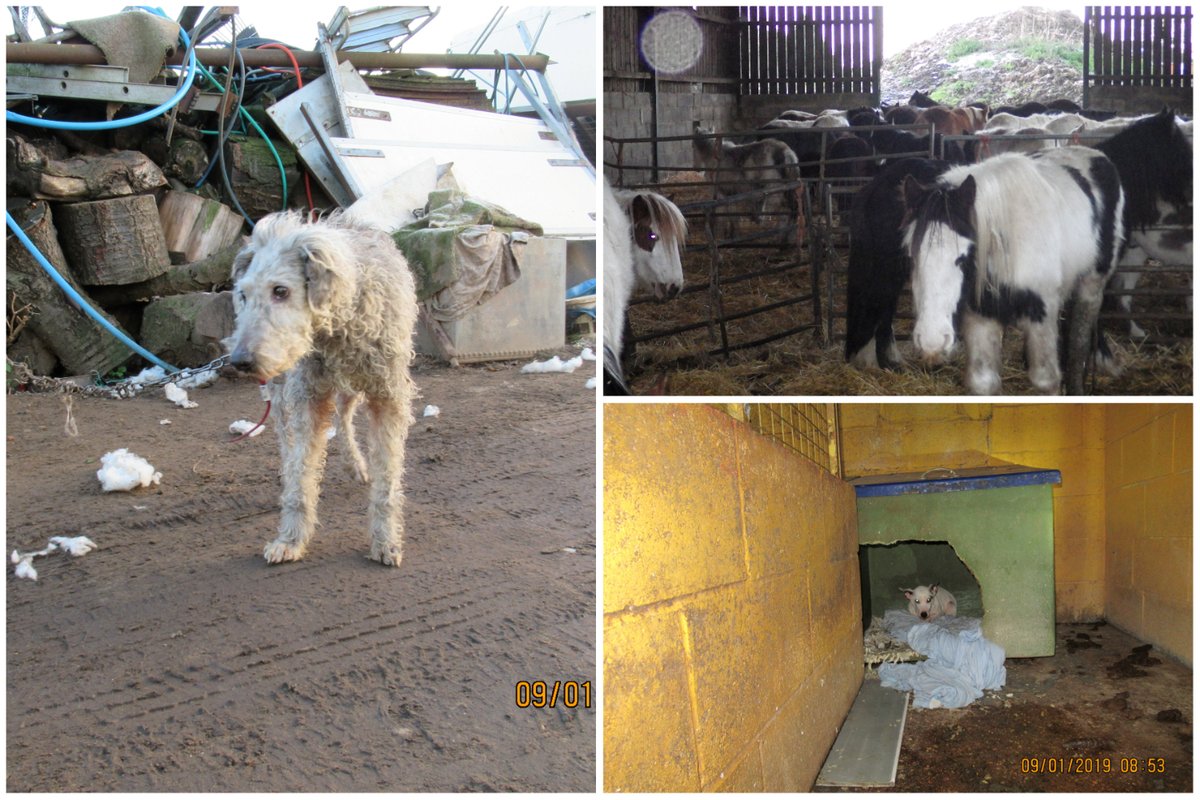 Christine Kelly: woman who kept animals in squalid conditions dodges jail – NationalWorld