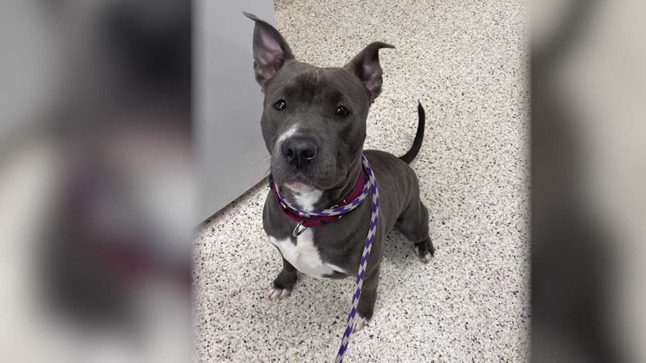 Mahoning County dog pound’s longest resident finds forever home – WKBN.com