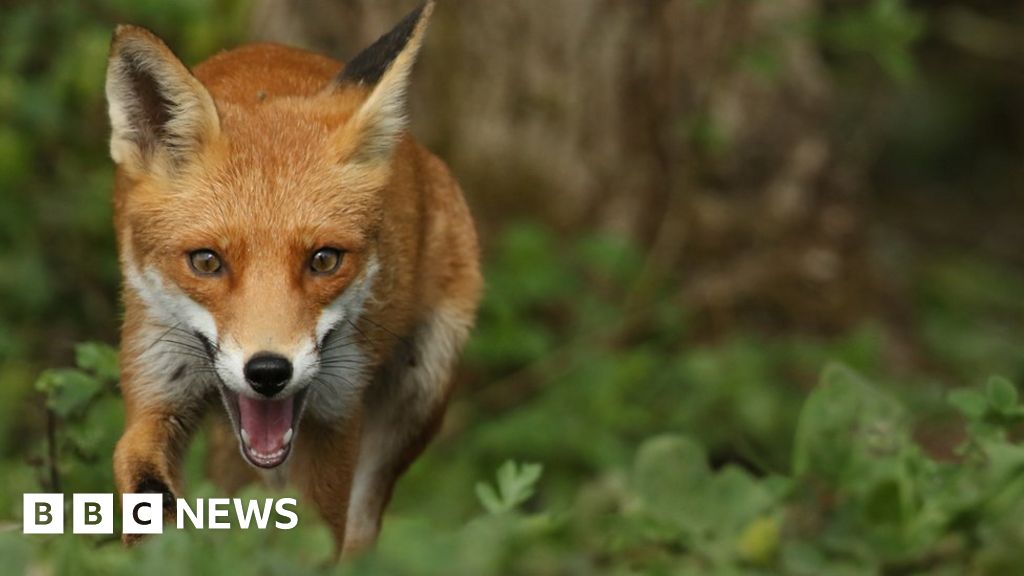 Dog poo forms a significant part of foxes' diet – BBC