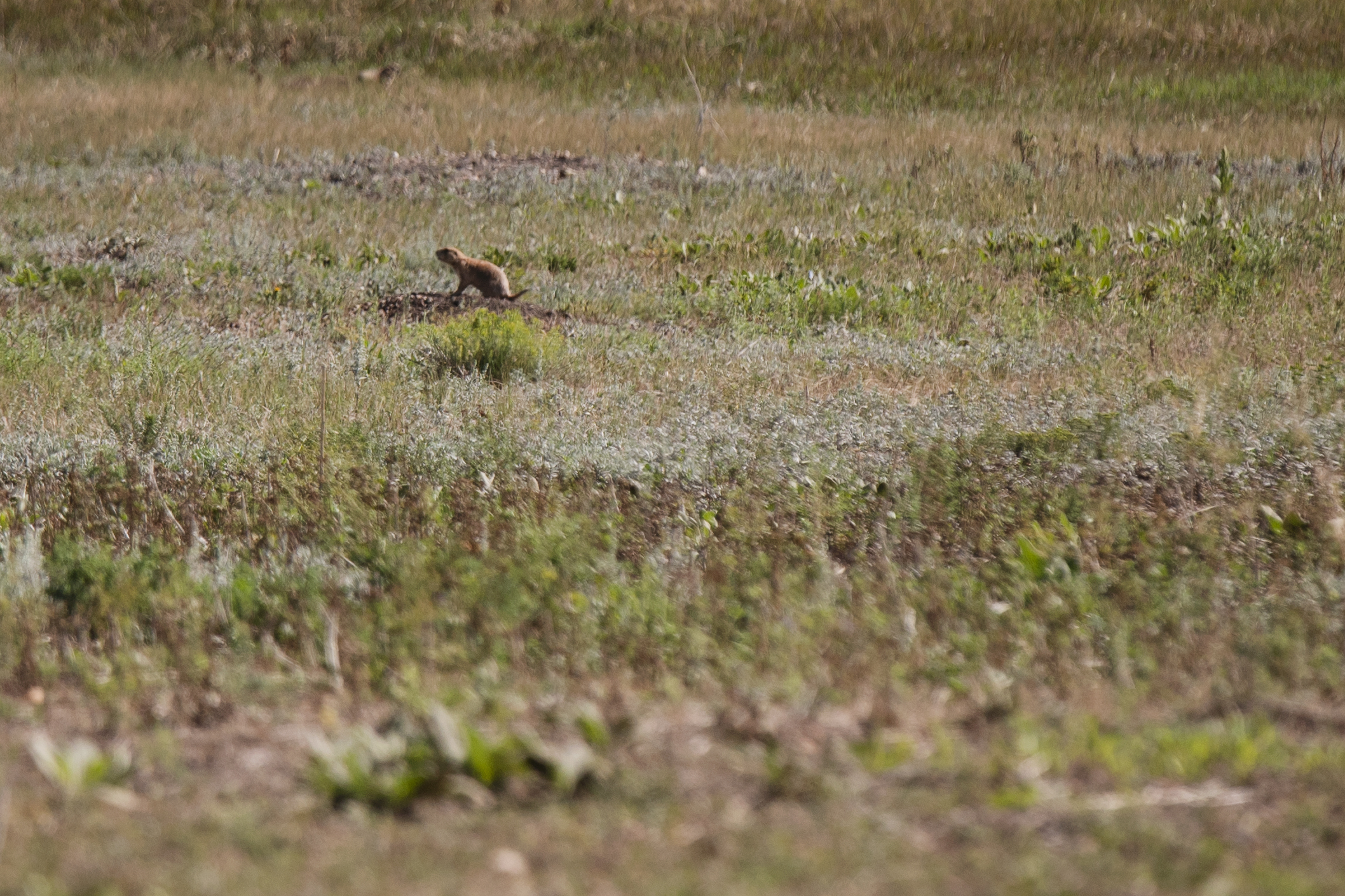 Vilified, sanctified: The Colorado prairie dogs controversy explained – The Colorado Sun