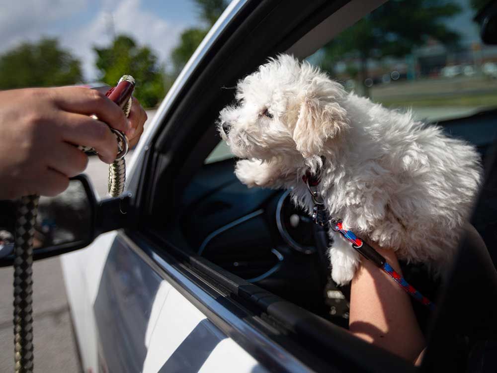 Devonshire Mall to host drive-thru microchip clinic for pets – Windsor Star