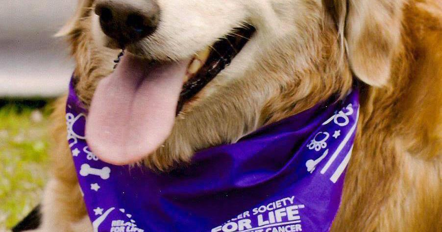 Fur companions to be honored at 'Wag this Way' event – Branson Tri-Lakes news