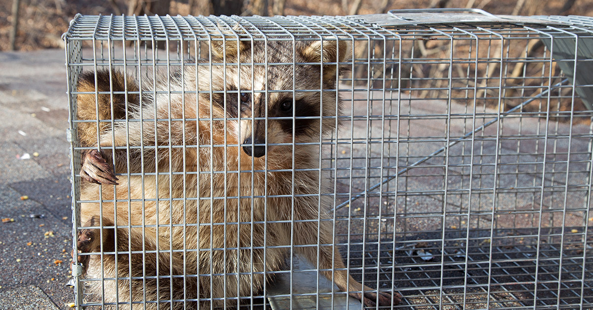 Rabid Raccoon Confirmed in Gloucester Township – Camden County, NJ