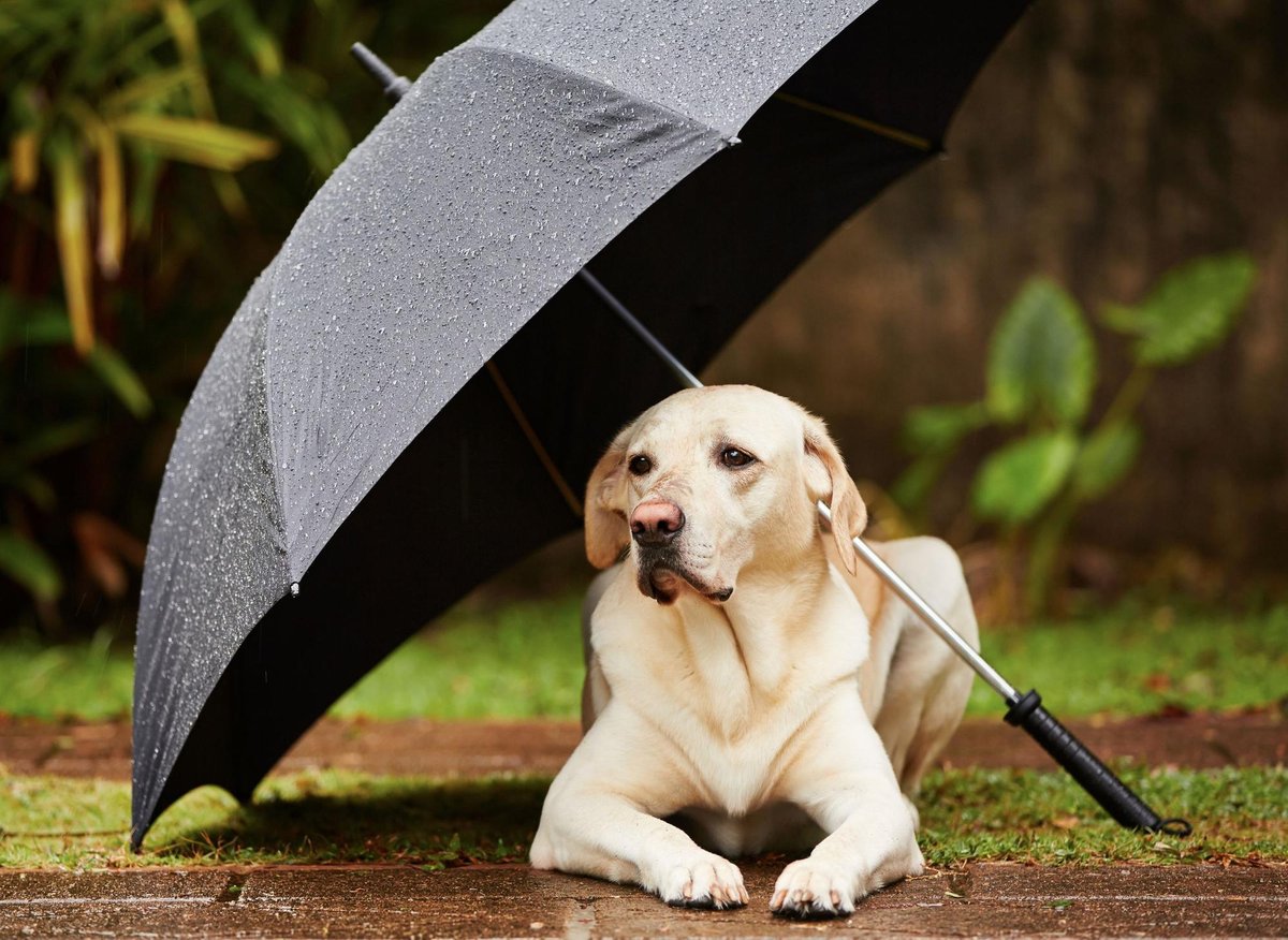 Walking Dogs In The Rain: Here are 5 expert tips on walking your adorable dog when it's wet outside 🐶 – The Scotsman