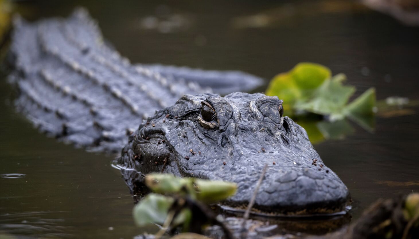 Is an alligator an emotional support animal? WallyGator is – Deseret News