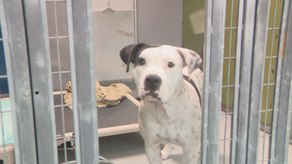 The Animal Foundation in need of supplies – News3LV