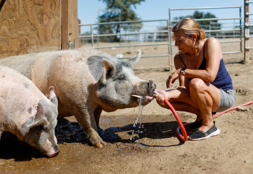 Heat wave: Bay Area farm animal owners have to get creative to keep cool – The Mercury News