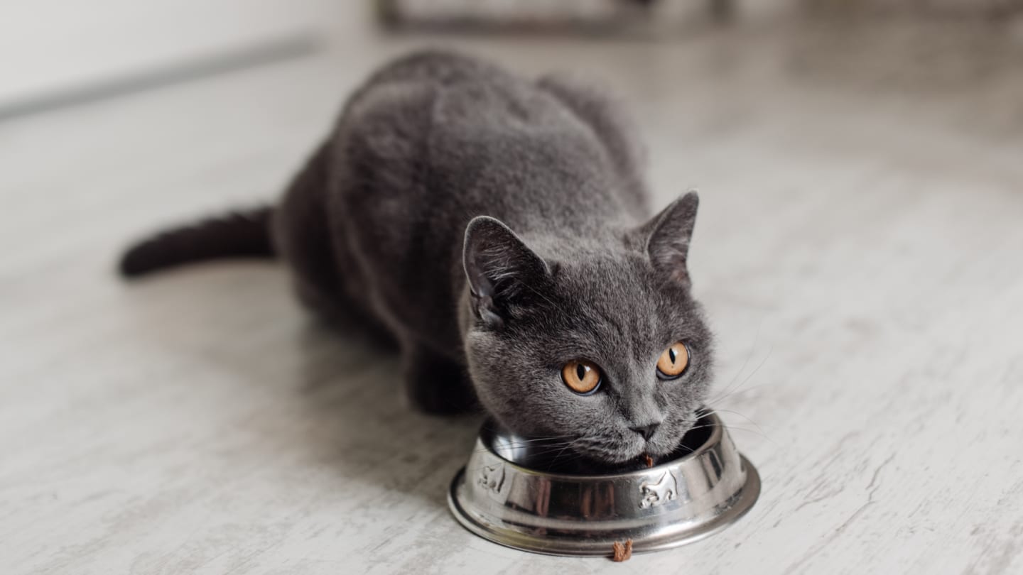 6 of the Best Wet Cat Foods, According to Experts – Mentalfloss