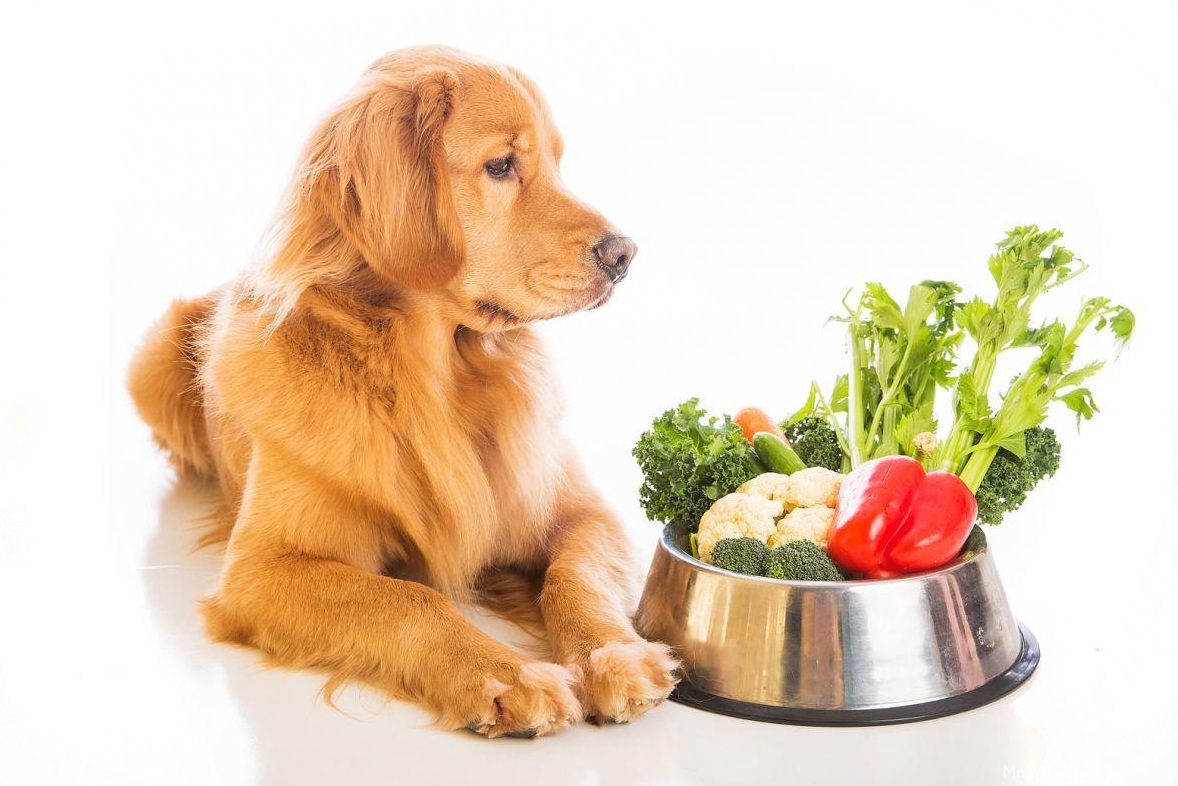 AZ Big Media Best dog food – what fruits and vegetables can dogs eat? – AZ Big Media