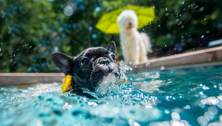 Toronto Swimming Pools Host Dog Days Prior to Seasonal Pool Closings – DogTime