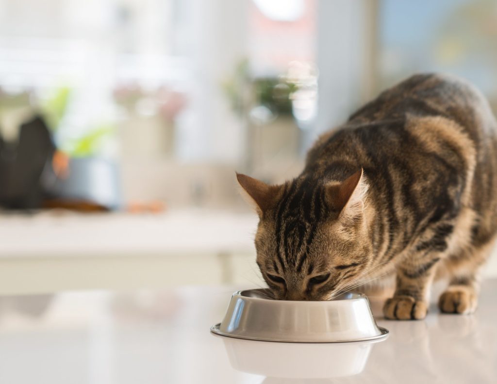 Retailers, Manufacturers Dive Into Pet Food, Treat Sectors – Pet Age