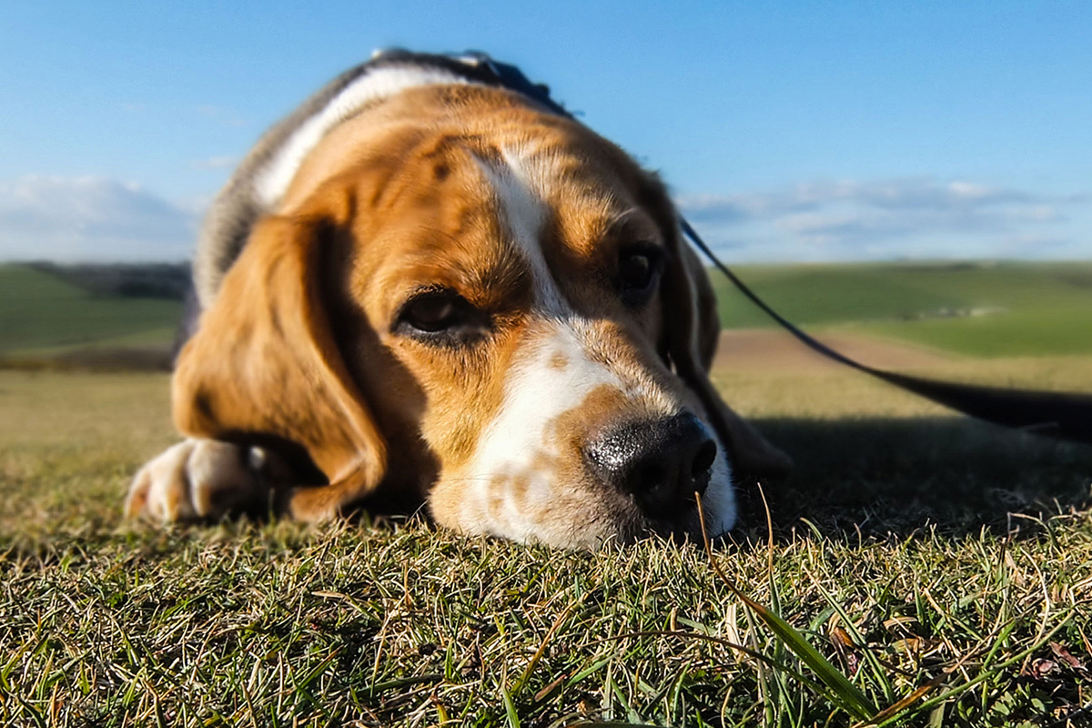 Overweight dogs respond well to high-protein, high-fiber diet – University of Illinois Urbana-Champaign