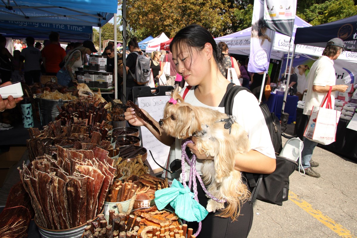 Pooches pampered at Newmarket's New'bark'et (16 photos, video) – NewmarketToday.ca