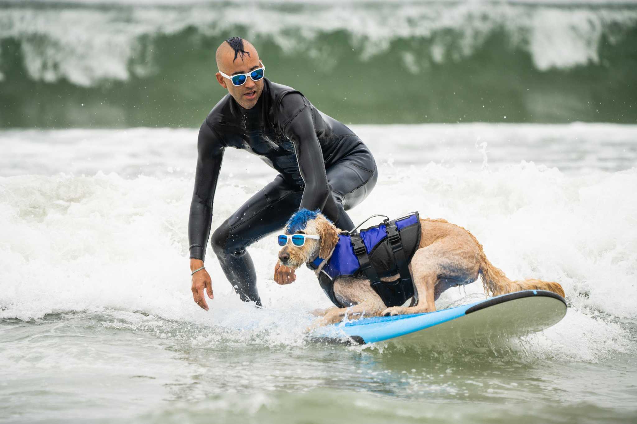 'I have to see that': Surfing dogs take the waves in Pacifica competition – San Francisco Chronicle